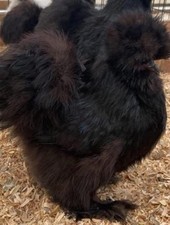 One dozen black for sale  Toledo