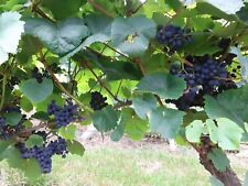 Grape vines. disease for sale  YORK