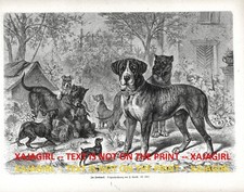 Dog saint bernard d'occasion  Expédié en Belgium
