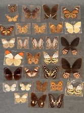 Collezione vintage farfalle usato  Ventimiglia