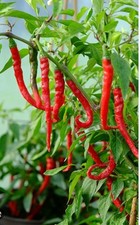 Chilli cayenne reggae for sale  LONDON