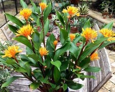 Golden brush dwarf for sale  Mobile