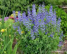 Blue wild false for sale  Wichita