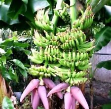 Double mahoi banana for sale  Fresno