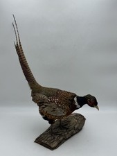 Vintage ringneck pheasant for sale  Des Moines
