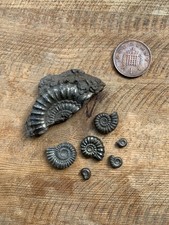 charmouth fossil for sale charmouth fossil for sale SOUTHSEA