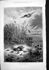 Old hawk partridges for sale  UK