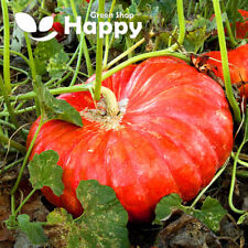 Vegetable seeds squash for sale  DONCASTER