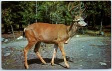 Ten pointer buck usato  Spedire a Italy