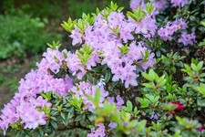 Rhododendron btusum blue gebraucht kaufen  Westerstede