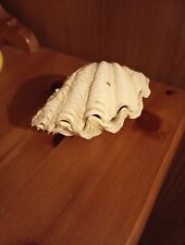 Conchiglia naturale con usato  Vittuone