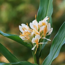 Weiß gelber schmetterlingsing gebraucht kaufen Weiß gelber schmetterlingsing gebraucht kaufen  Aachen