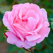 Bush rose queen for sale  UK