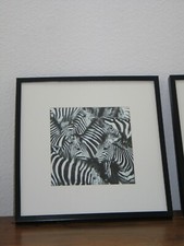 Afrika zebras black gebraucht kaufen Afrika zebras black gebraucht kaufen  Lörrach