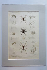 Arachnides araignées gravure d'occasion  Brioude