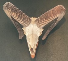 Mufflon geweih mufflon gebraucht kaufen  Mudau