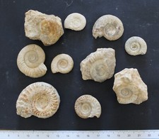 Ammonites fossiles toarcien d'occasion  Moyon