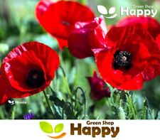 Tulip poppy 5000 for sale  DONCASTER