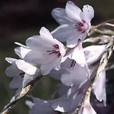 Dierama snowbells white for sale  DARLINGTON