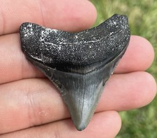 Megalodon shark tooth for sale  Hollywood
