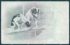 Animali cane jack usato  Gambolo