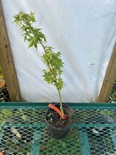 Acer palmatum ryuzu for sale  Hendersonville