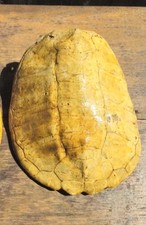 Large snapping turtle for sale  Worthington