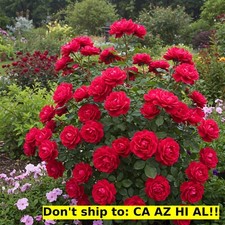 garden soil roses for sale garden soil roses for sale Lloyd