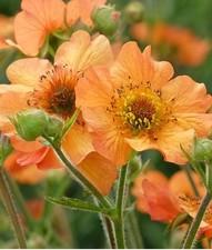Litre pot geum for sale Litre pot geum for sale  NORTH FERRIBY