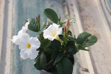 Set dipladenia grandi for sale  Shipping to Ireland