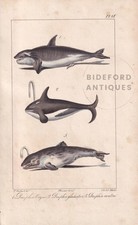 Impressão ORCA KILLER WHALE 1834 - Antiga colorida à mão - Arte - 5,8 x 8,9 polegadas comprar usado  Enviando para Brazil