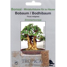 Bonsai 200 samen gebraucht kaufen  Heinsberg
