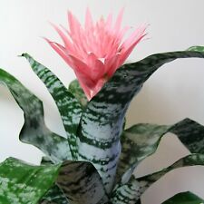 Aechmea fasciata primera for sale  GLASGOW