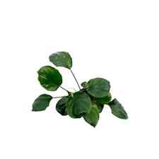 Anubias barteri gold for sale  STEVENAGE