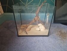 Fish tank superfish for sale  LEICESTER