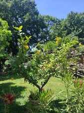 Piante limone vaso usato  Castiglione in Teverina
