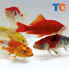 Koi goldfish combo for sale  Martinsville