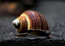 Assorted mystery snailstank for sale  Alachua