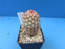 Echinocereus reichenbachii bur for sale  HALESOWEN