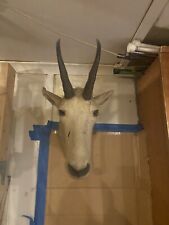 Vintage mounted taxidermy for sale  Plummer