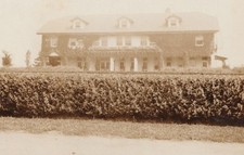 1910s large ivy for sale  Mission