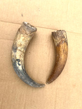 Sheep horns for sale  Saint Marys