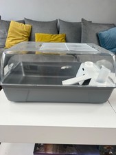 Dwarf hamster small for sale  SEVENOAKS