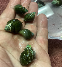 Mystery snails wild for sale  Rhodes