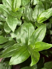 Green wandering jew for sale  Louisburg