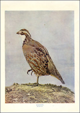1900 vintage print for sale  Carmel Valley