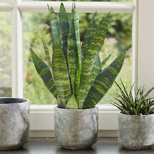 Sansevieria black coral for sale  UK