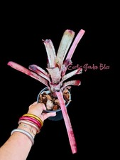Aechmea cranberry frost for sale  USA