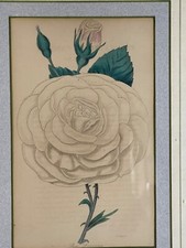 Vintage rare botanical for sale  Baltimore