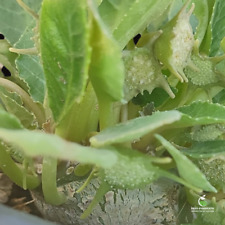 Dorstenia foetida seeds for sale  Shipping to United Kingdom